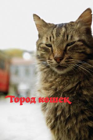Постер к Город кошек / Кот 